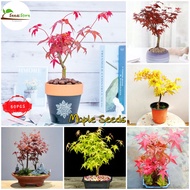 [Hot Sale] 50pcs Maple Seeds Plants Bonsai Plant Indoor and Outdoor Herb Seeds for Planting Live House Plants Bonsai Basil Plant Spa Flora Garden Decoration Items Live All Seasons Pot for Plant High Quality Easy To Germinate Fast Grow SG Ready Stock