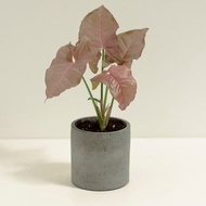 粉紅佳人合果芋│泥作系列│福所栽