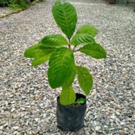 Ayam Pokok Ketum Ayam(Anak Pokok)