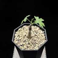 SG3583-沙漠苦瓜優選大苗🔥多肉植物小盆栽禮物🔥