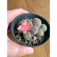 Rebutia Hoffmannii in 7cm pot