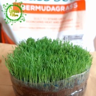 Golf grass seeds 4.5kg - golf grass seeds - golf grass seeds