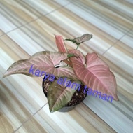 ready bibit tanaman hias syingonium pink daun bulat/pohon hias