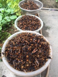 Ong vò vẽ dùng ngâm rượ.u hộp 350gr