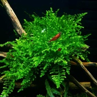 christmas moss 1 cup decor for aquarium fresh water design for bonsai tree