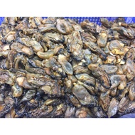 Fast Shipping Dried Oyster Dried Oyster Dried Oyster Dried Oyster Dried Oyster Dried Oyster Dragon B