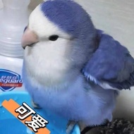 Fertilized eLive Bird Fertilized Bird Egg Baby Bird Turquoise Pet Bird Talking Budgie Breeding Egg F