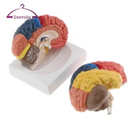 [deevoka] Regional  - 2 Parts - Colored - Coded - Regions Include Frontal, Parietal Lobes, Occipital