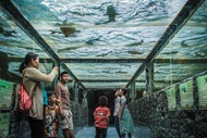 Monster Aquarium Pattaya Ticket