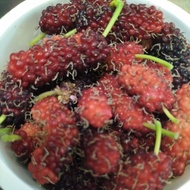 (Shopee Instant) Fresh & Frozen Mulberry fruits