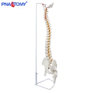 【Hot deal】 85cm Hanging Human Flexible Spine Model Vertebral Column Anatomy Model Life Size Sacrum C