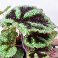 Begonia Iron Cross by LS Group