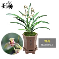 Liu Ge Orchid Four Seasons Orchid Seedling Classic Lotus Leaf Junhe Summer with Bud Indoor Green Plant Flower Pot Orchid