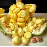 Buah Nangka Cempedak / Buah Cimpedak Super 1Buah