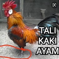 Tali Kaki Ayam Hutan Pikat dan Penjinakan