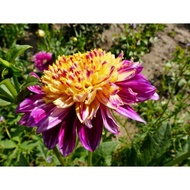 DAHLIA DINNERPLATE TUBER ID BOOGIE WOOGIE