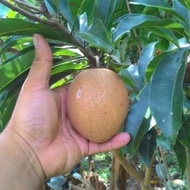 anak pokok buah ciku mega/ciku jumbo/sawa hybrid