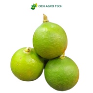 Limau Nipis Key Lime 酸柑 (1kg / 500g)