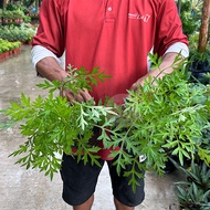 [Paling Horticulture Sdn Bhd] Pokok Ulam Raja Hidup | Cosmos Caudatus | Pokok Herba Hidup | Herb Plant