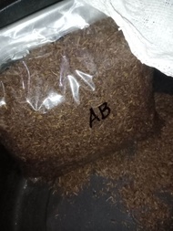 cengkeh Manado 1kg kawak 3tahun super