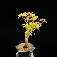 SG3441-精品日本紅千鳥紅楓/稀有楓樹🔥精品植物小盆栽禮物🔥