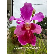 Orkid Tulang/  (Papilionanthe Rubella)/ keratan tanpa bunga panjang 2 kaki