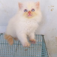 kucing himalaya red point 2,5 bulan lucu