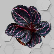 tanaman hias calathea black lipstik/calathea black pink