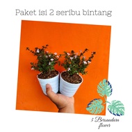 Paket isi 2 seribu bintang | Tanaman hias hidup seribu bintang