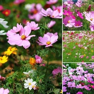 100PCS Calliopsis Cosmos Flower Seeds Mixed Variety Plants Mixed Colors for Planting Flower Seed Bal