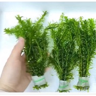 Aquarium Aqua Plants- Egeria Densa Unpotted (1 bunch=8 stem) 水薀草/蜈蚣草