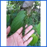 ◺ ❈ ☫ Paminta Indian Variety/Black Peppercorn Seedlings well established