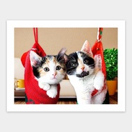 Pintoo Jigsaw Puzzle Kittens in Christmas Socks 300pcs H1387