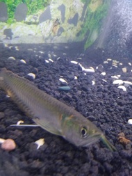 Ikan arwana silver