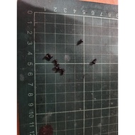 SJRC F11S F22S F22 S2 S3 Drone Propeller Bolt