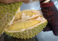 Anak Pokok Tekka Durian D160