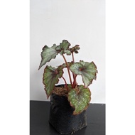 Begonia Keong Silver Bibit - Tanaman Begonia Keong Silver Florista