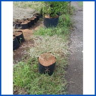 ➦ ⚡ ☜ VARIGATED AFRICAN TALISAY FOR SALE