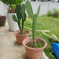 Nopal cactus pokok hidup (medium size)