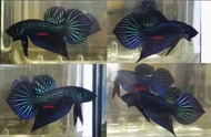 Wild betta mahachai green male saiz M ready breed. Betta fish / ikan laga