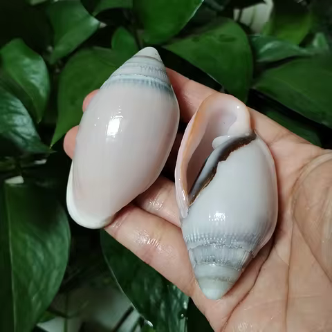 7-8CM Natural Midas Ear Crassidula Seashell Pink Ellobium Aurismidae Shell Ocean Conch Collector Wed