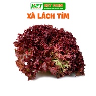 Purple Lettuce seeds, easy to grow, tall - h2t farm