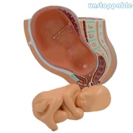 Un* Anatomical Female  Pelvis Model with Removable Fetus for Demonstration Fetus Female Pelvic Cavit