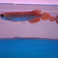 Terlaris Ikan Arwana Super Red 15-16 cm. Ikan Predator.