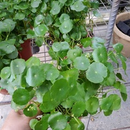 🌱 Pegaga Pokok Hidup Live plant Hiasan Garden Outdoor Tahan Panas dan Mudah Membiak