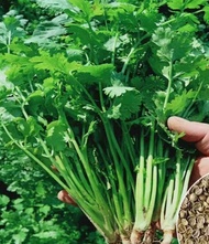 Four seasons of cilantro seed total farm potted seedlings large leaf cilantro seed vegetable seed ba
