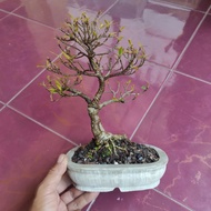 bonsai beringin california - ficus nerifolia 2