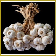 ✸ ♝ ✨ 1kg Medium Native Ilocos Bawang (Bundled per kilo)