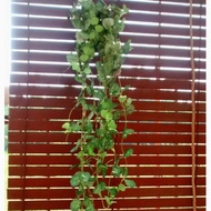 Begonia Mini leaf garland
