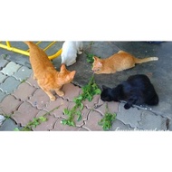 Akar Pokok Galak Kucing